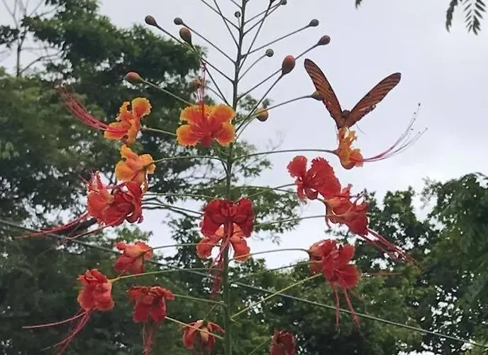 Hébergement de vacances Aloha Surf - Casa 'ohana